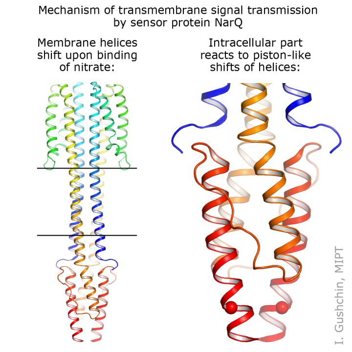 Mechanism of Transmembrane Signal Transmission by Sensor Protein Narq