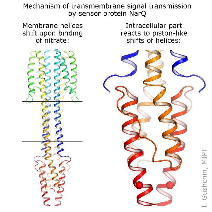 Mechanism of Transmembrane Signal Transmission by Sensor Protein Narq