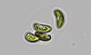 New species of green microalga