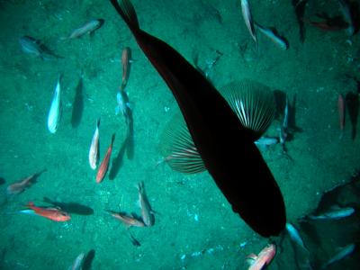 Orange Roughy are Commonly Found Near Seamounts.