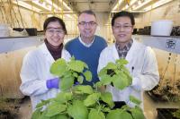 Research Team Investigating Link between Plant Sugar Balance and Oil Production