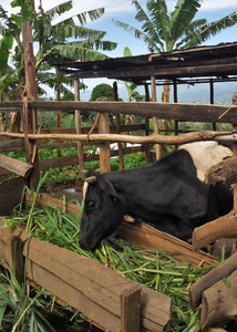 Holstein-Friesian cow on a peri-urban farm
