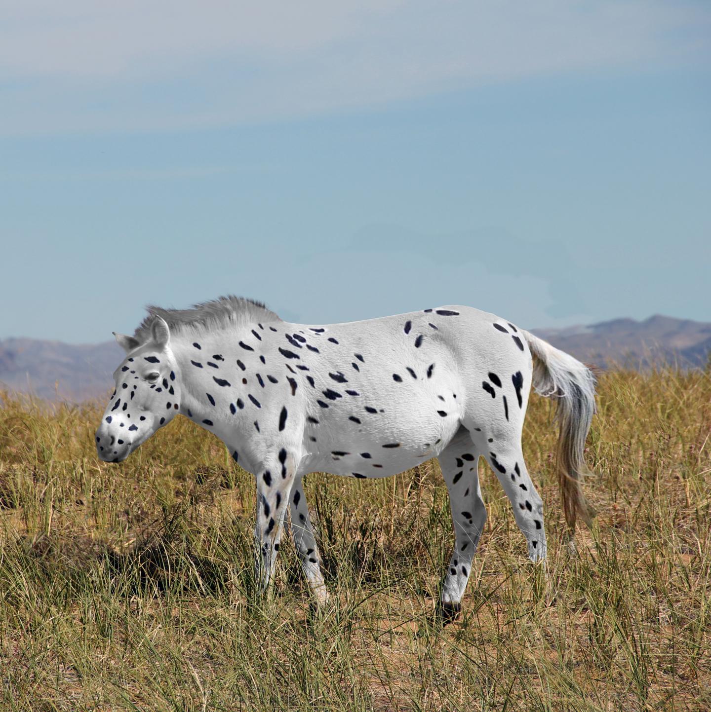 Recreation of a Przewalski's hHrse Bred with Leopard Coloring
