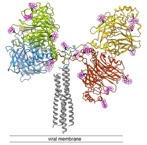 Side view of the "docking protein" of the canine distemper virus. Colored in red, blue, yellow and green are the large four heads and the connecting neck domain of the viral protein. The stalk is colored in gray. The H protein is anchored in the viral membrane. In light pink, sugar molecules are displayed, which help the virus to camouflage from the immune system.