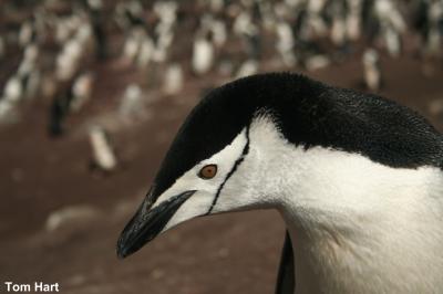 Chinstrap Penguin