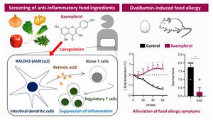 Kaempferol is a promising chemical for treating allergic responses