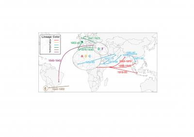 Seven Lineages of Paratyphi A