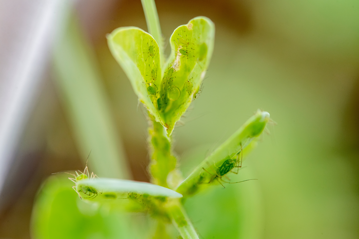 Aphids