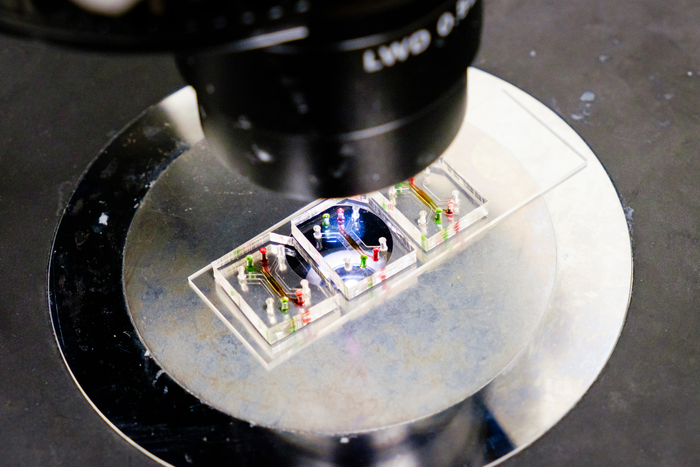 Close up of the microfluidic 3D model of the human blood vessel