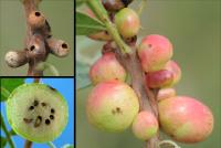Galls Attacked by Parasitoids