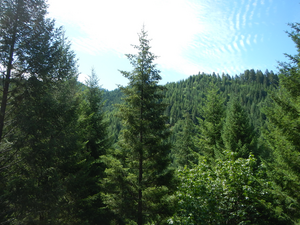 Douglas-fir