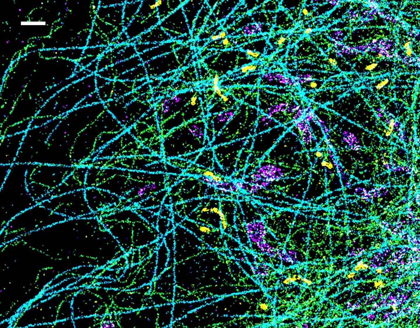 Spectrally Resolved Super-Resolution Microscopy