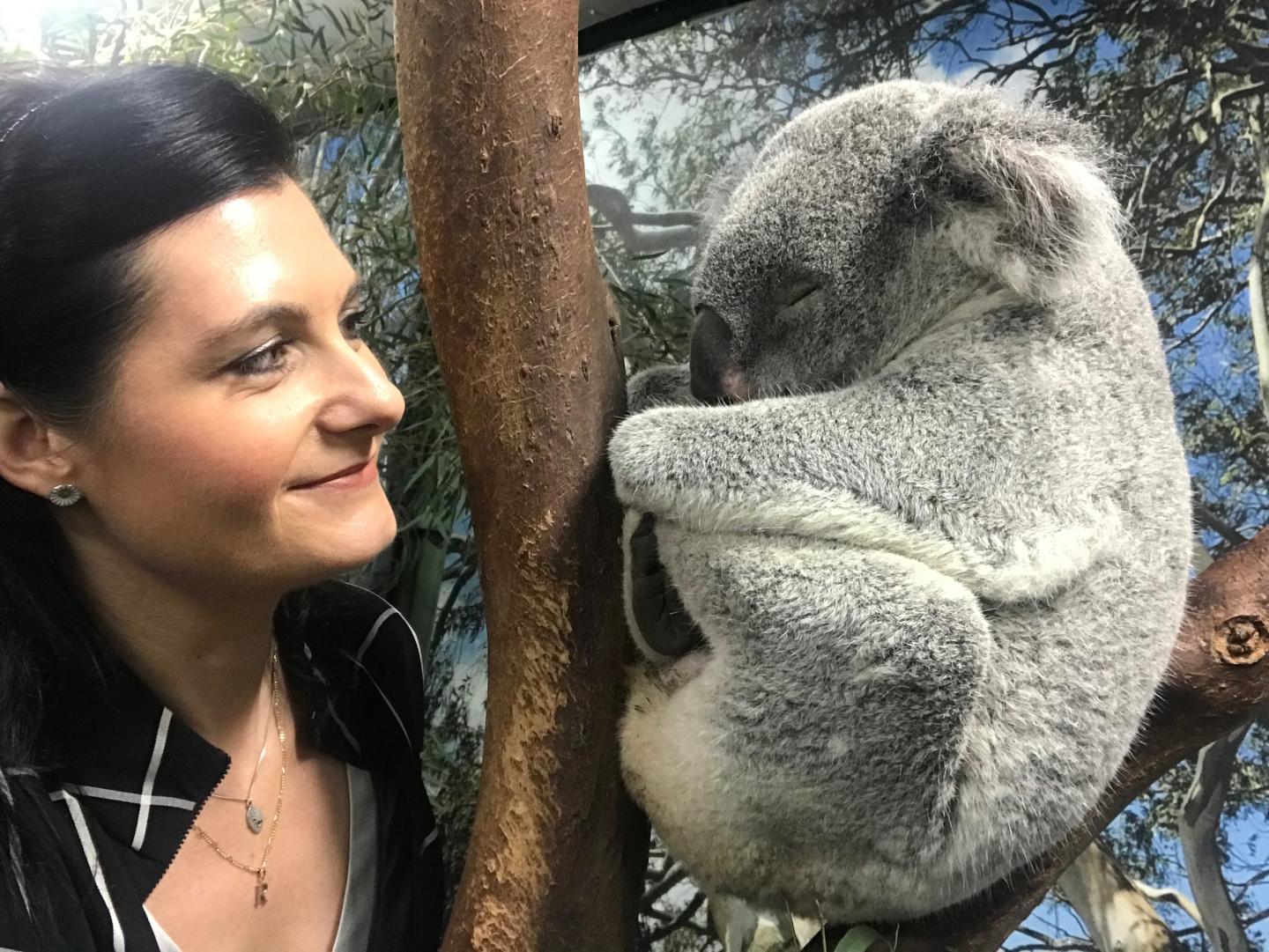 Koalas Eat and Sleep