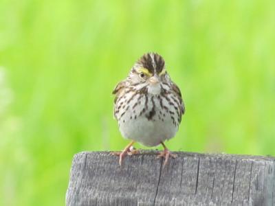 Savannah Sparrow