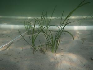 New seagrass growth during project