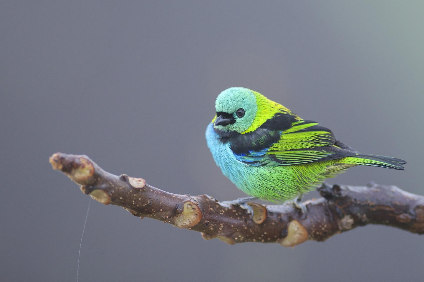 Green-headed Tanager