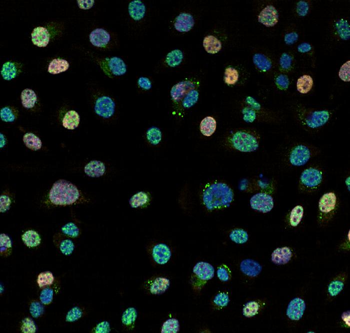 Cell Splicing