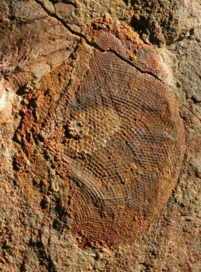 Compound Eye Fossil