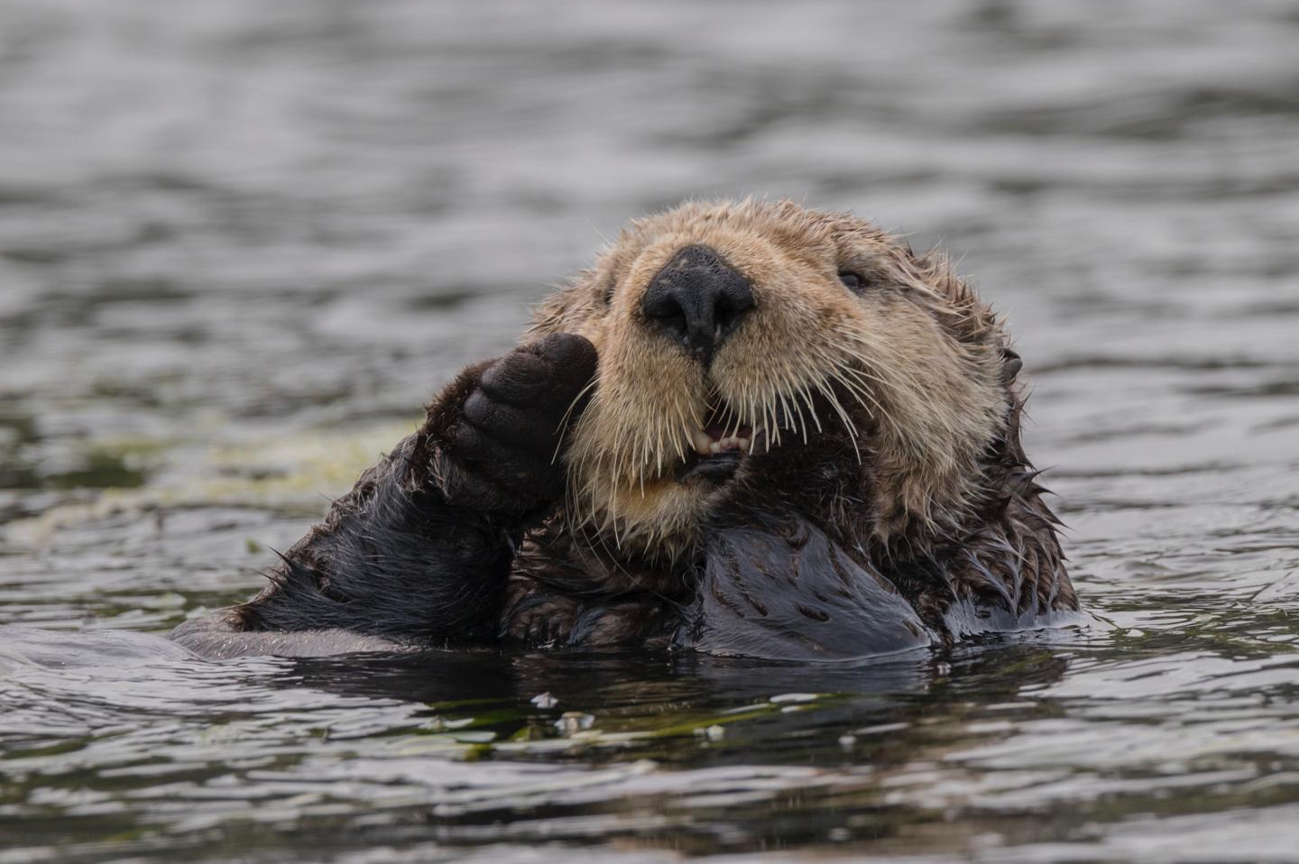 Southern Sea Otter