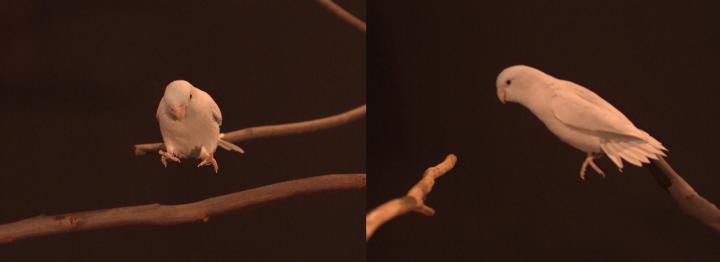 Image showcasing I Believe I Can...Hop: Foraging Parrotlets Op | EurekAlert!
