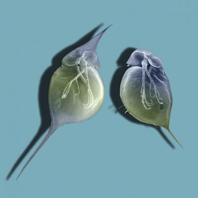 <i>Daphnia lumholtzi</i>