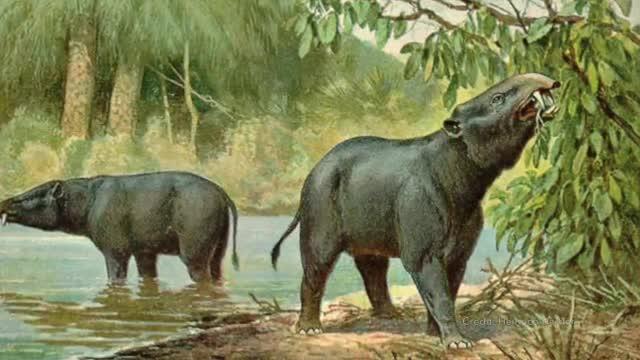 What Drove Africa's Megaherbivores to Extinction?