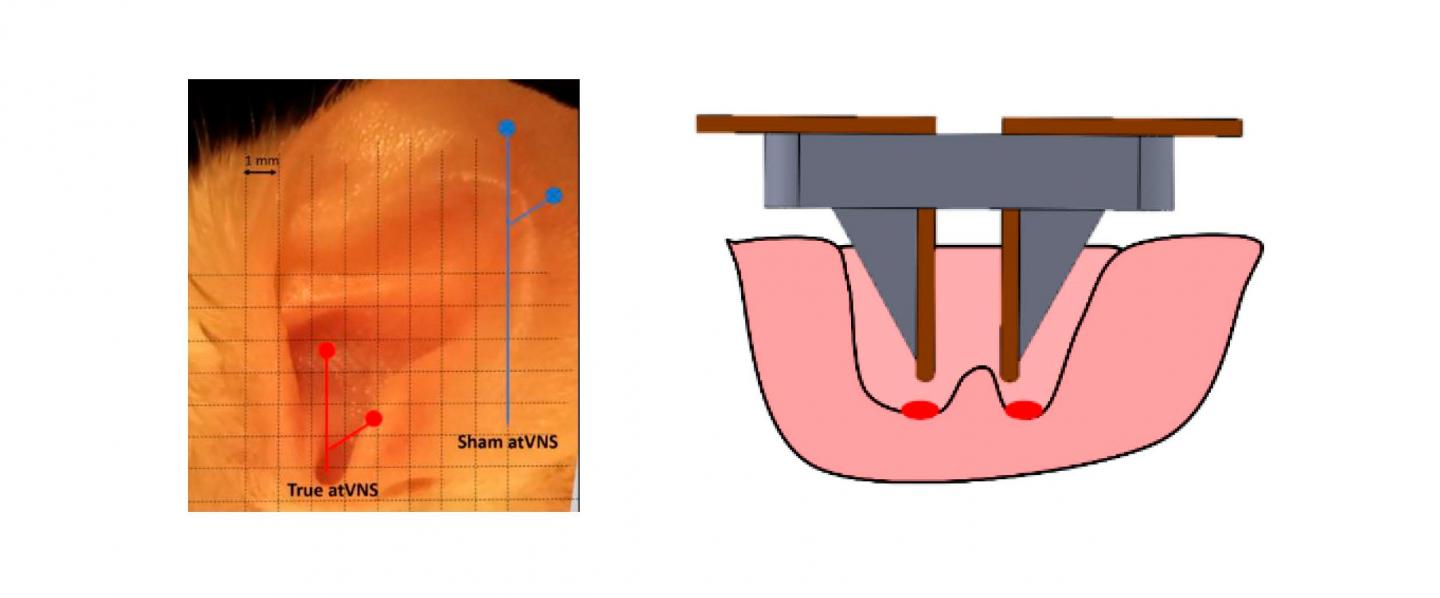 Sites of electrostimulation in the mice auricle and detail on the position of electrodes