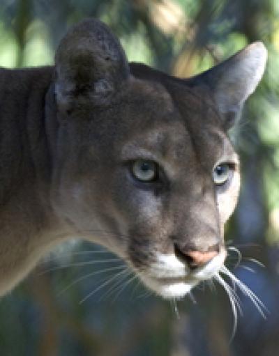Florida Panther
