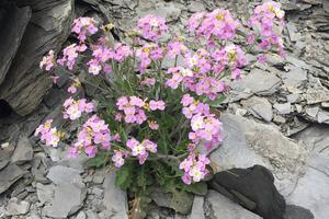 Sterility of newly formed polyploids