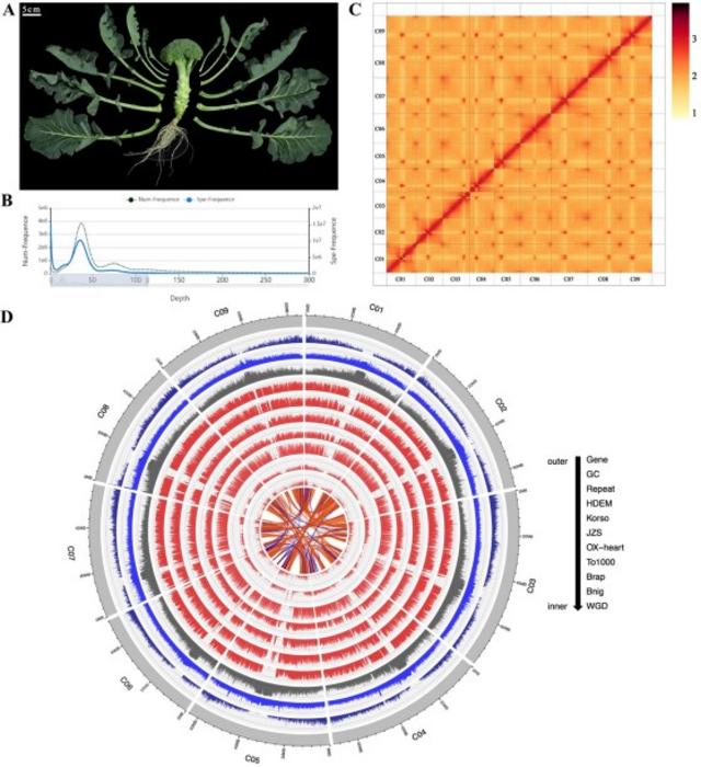 Genome of B. oleracea var. italica Plenck (Bop04-28-6, broccoli).