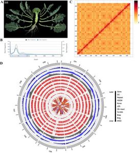 Genome of B. oleracea var. italica Plenck (Bop04-28-6, broccoli).