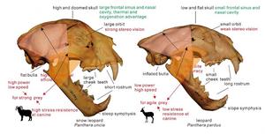 Conquest of Asia and Europe by Snow Leopards during the last Ice Ages Uncovered