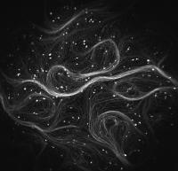 Firefly Microscope Neuron Image