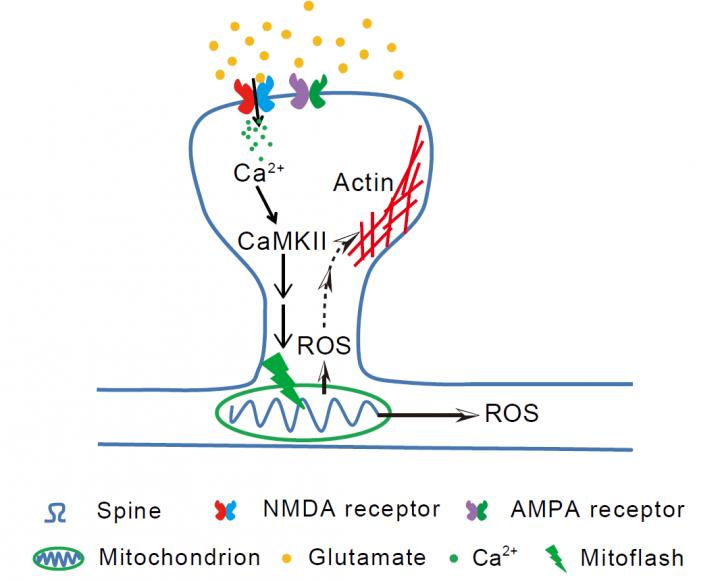 Mitoflash Signaling in Synaptic Plasticity