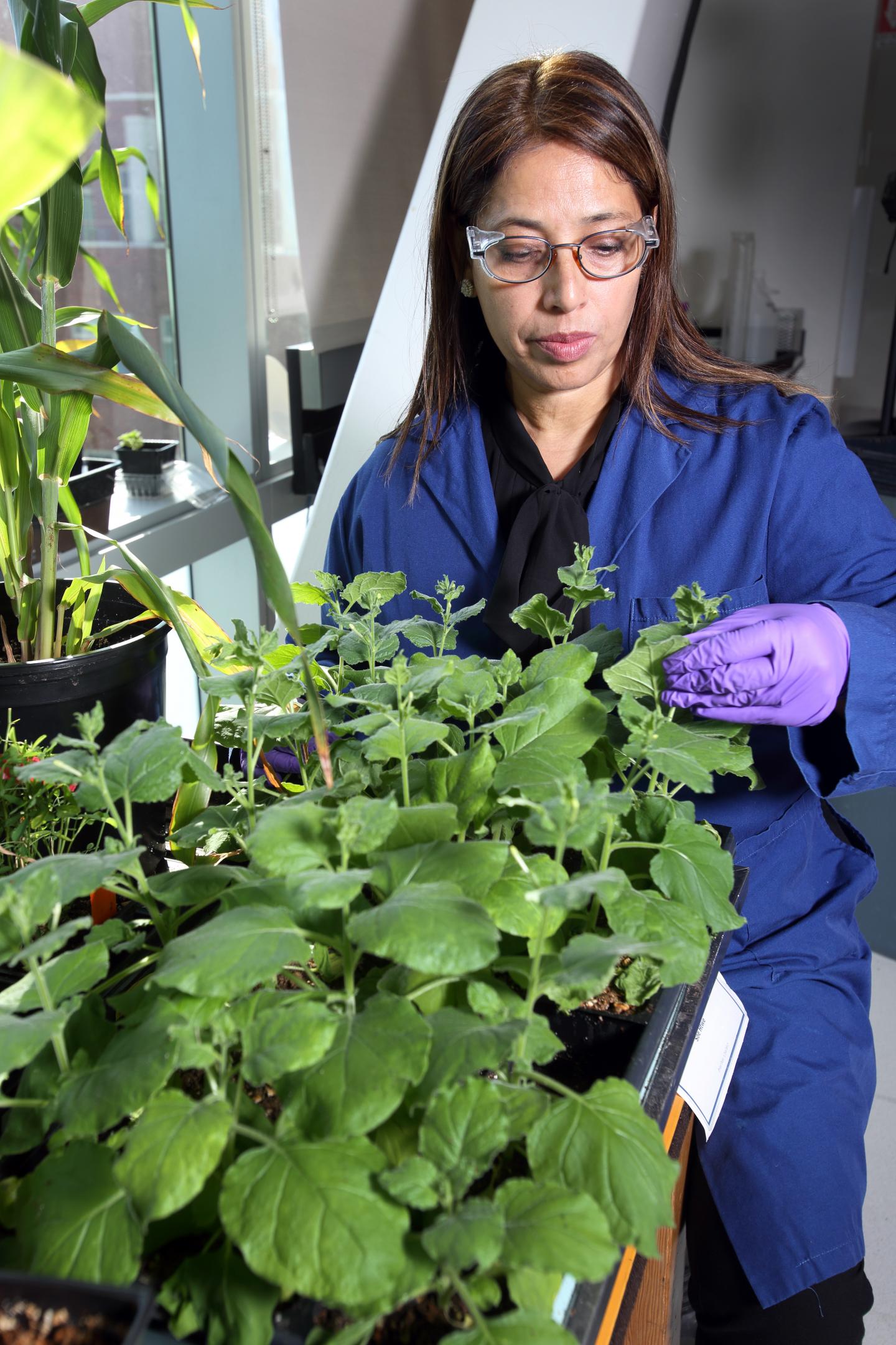 Seema Singh and Bioengineered Tobacco