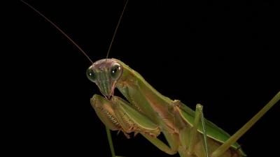 Male Praying Mantis