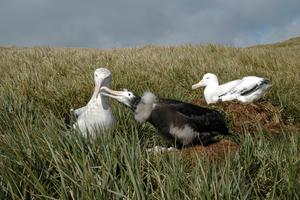 Wandering albatross (2).jpg