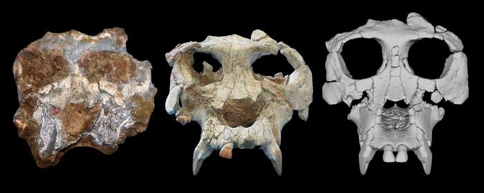 Pierolapithecus cranium