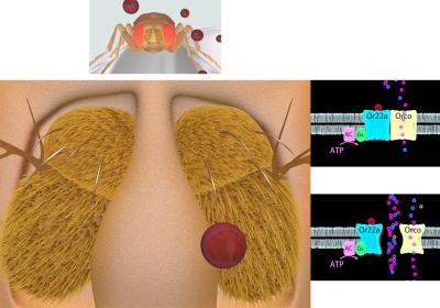 <i>Drosophila</i> Odorant Receptor Or22a/Orco