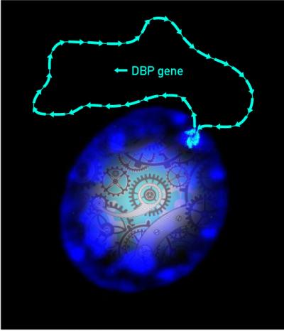 Picture of a Living Cell with Fluorescent Blue Series Od DBP Gene Copies...and Stylized Cogwheels
