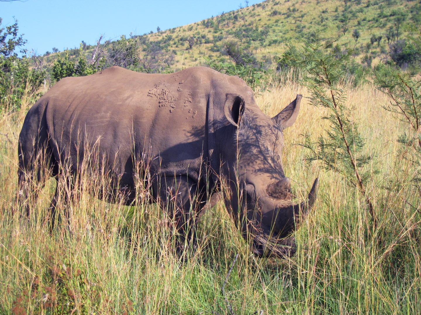 Black Rhino