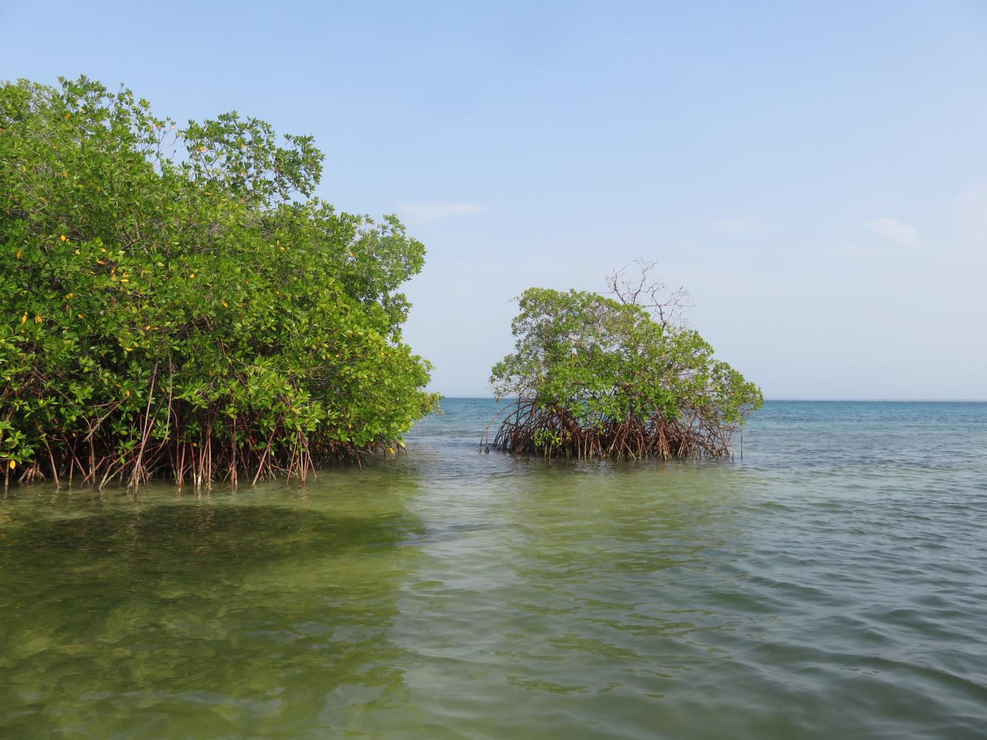 NUS Study: Mangroves Can Help Countries Mitigate Their Carbon Emissions