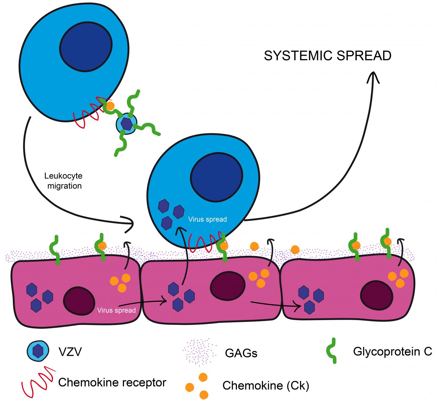 Viral protein may help chickenpox virus sprea | EurekAlert!