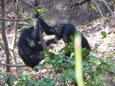 Chimps Display Sharing Behavior