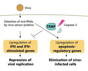 Antiviral immune response regulated by the processing of TRBP