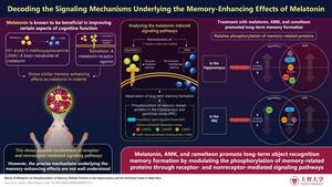 Boosting memory through melatonin