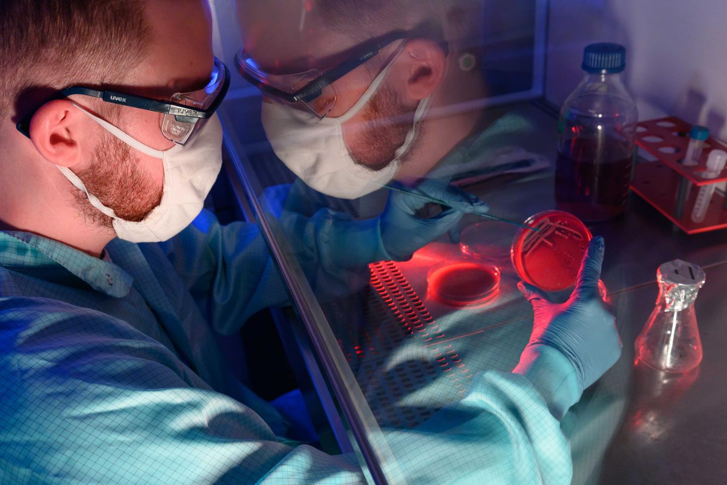 doctoral student Paul Jordan prepares bacterial cultures