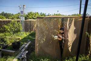 Studying fruit fly evolution in an experimental orchard