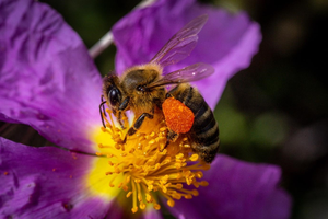 Foraging behavior