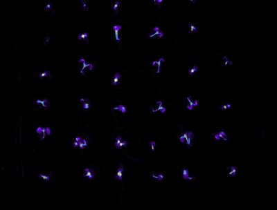Mustard-Plant Seedlings Glow Fades